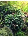 Anubias barteri var. nana 'Bonsai' Invitro  - 1