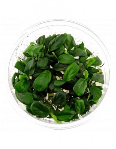 Anubias barteri var. nana 'Bonsai' Invitro  - 2