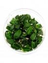 Anubias barteri var. nana 'Bonsai' Invitro  - 2