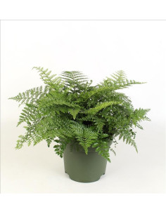 Asplenium Parvati  - 1