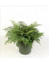 Asplenium Parvati  - 1