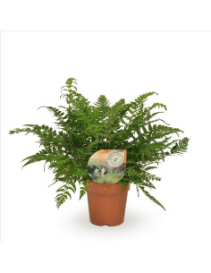 Athyrium  - 1