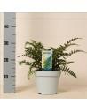 Dryopteris Affinis  - 1
