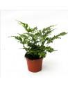 Pteris Ensiformis Evergreen  - 1