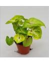 Syngonium Golden  - 1