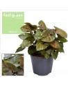 Syngonium Maria  - 1