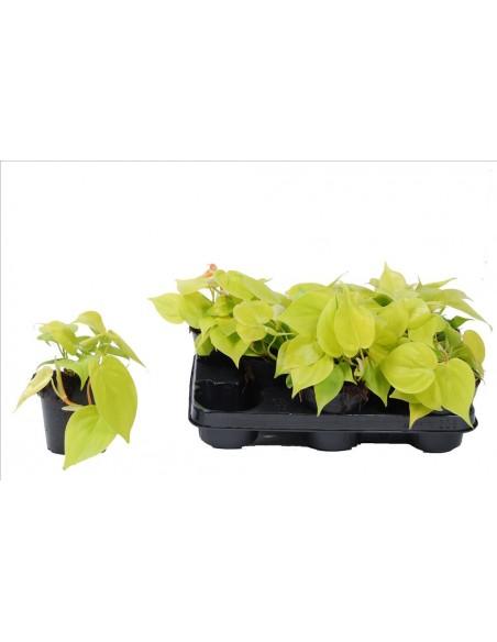 Philodendron Scandens Lime  - 1