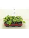 Philodendron Scandent Micans  - 1