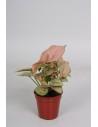 Syngonium Rose  - 1
