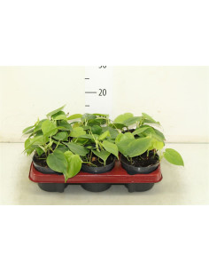 Philodendron Scandens  - 1