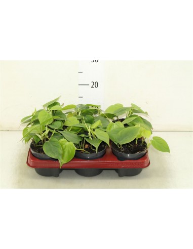 Philodendron Scandens  - 1