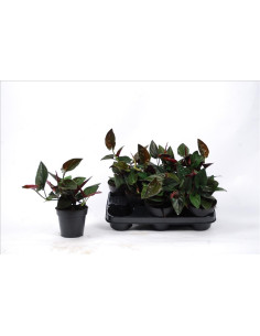 Syngonium Red Arrow  - 1