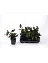 Syngonium Red Arrow  - 1