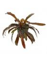 Echinodorus granat  - 1