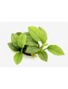 Anubias nana 'Jade' Dennerle plants - 1