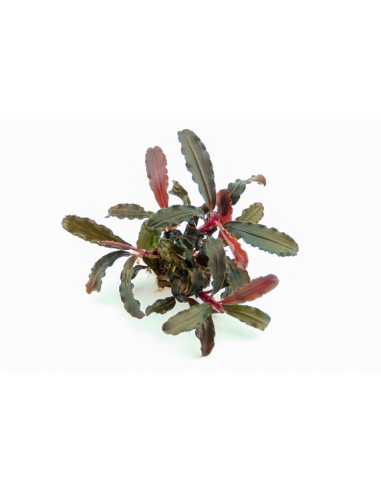 Bucephalandra sp. 'Red Scorpio' Dennerle plants - 2