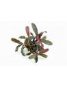 Bucephalandra sp. 'Red Scorpio' Dennerle plants - 2