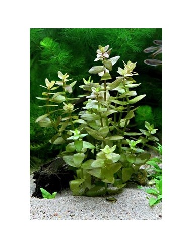 Bacopa Caroliniana - Invitro Tropica Tropica - 1