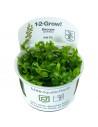 Bacopa Caroliniana - Invitro Tropica Tropica - 2