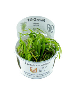 Blyxa japonica - In vitro Tropica Tropica - 1