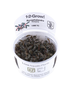 Bucephalandra 'Kedagang'- In vitro Tropica Tropica - 1