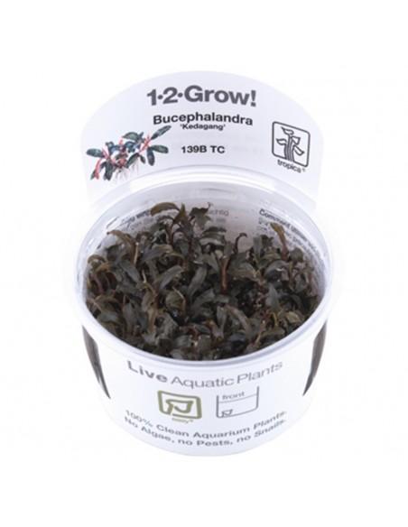 Bucephalandra 'Kedagang'- In vitro Tropica Tropica - 1