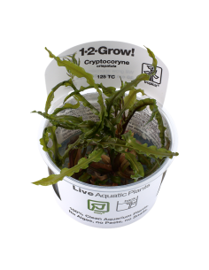 Cryptocoryne crispatula - In Vitro Cup Tropica Tropica - 1