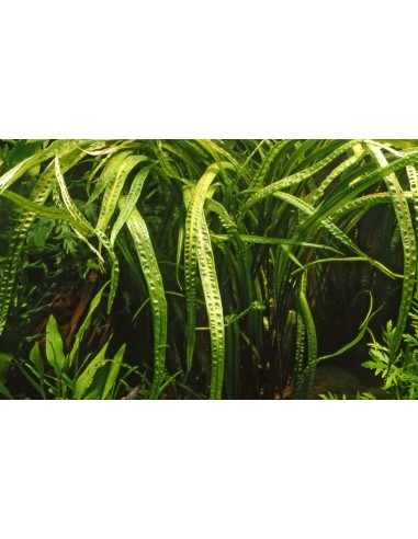 Cryptocoryne crispatula - In Vitro Cup Tropica Tropica - 2