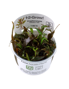 Cryptocoryne undulatus 'Red' - In Vitro Cup Tropica Tropica - 1