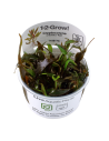 Cryptocoryne undulatus 'Red' - In Vitro Cup Tropica Tropica - 1
