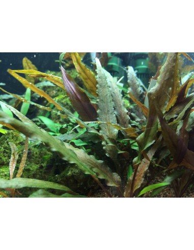 Cryptocoryne undulatus 'Red' - In Vitro Cup Tropica Tropica - 2