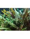 Cryptocoryne undulatus 'Red' - In Vitro Cup Tropica Tropica - 2