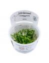 Cryptocoryne parva - Invitro Tropica Tropica - 1
