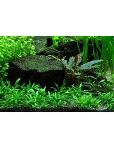 Cryptocoryne parva - Invitro Tropica Tropica - 2