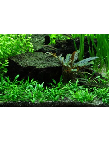 Cryptocoryne parva - Invitro Tropica Tropica - 2