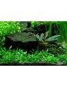 Cryptocoryne parva - Invitro Tropica Tropica - 2