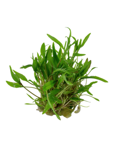 Cryptocoryne wendtii 'Green' -  Invitro Tropica Tropica - 1