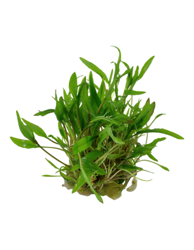 Cryptocoryne wendtii 'Green' -  Invitro Tropica Tropica - 1