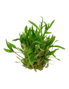 Cryptocoryne wendtii 'Green' -  Invitro Tropica Tropica - 1