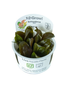 Echinodorus 'Reni' - in Vitro Cup Tropica Tropica - 1