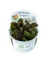 Echinodorus 'Reni' - in Vitro Cup Tropica Tropica - 1