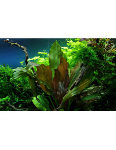 Echinodorus 'Reni' - in Vitro Cup Tropica Tropica - 2
