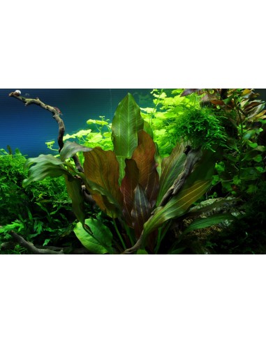 Echinodorus 'Reni' - in Vitro Cup Tropica Tropica - 2