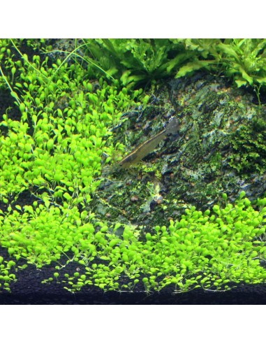 Elatine hydropiper - In Vitro Cup Tropica Tropica - 2