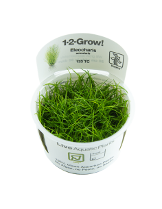 Eleocharis acicularis - In Vitro Cup Tropica Tropica - 1