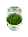 Eleocharis acicularis - In Vitro Cup Tropica Tropica - 1