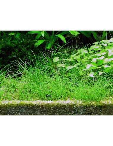 Eleocharis acicularis - In Vitro Cup Tropica Tropica - 2