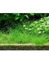 Eleocharis acicularis - In Vitro Cup Tropica Tropica - 2