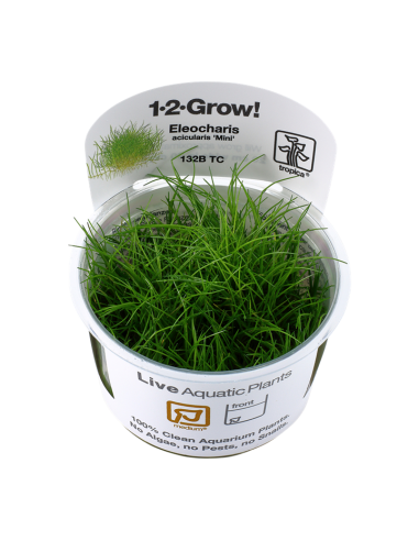 Eleocharis acicularis 'Mini' pusilla- In Vitro Cup Tropica Tropica - 1