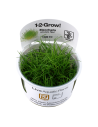 Eleocharis acicularis 'Mini' pusilla- In Vitro Cup Tropica Tropica - 1